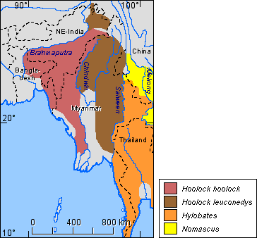 Distribution of the species of the genus Hoolock