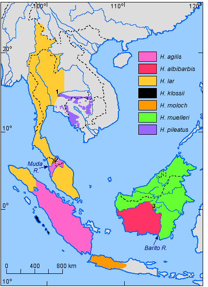 Distribution of the species of the genus Hylobates