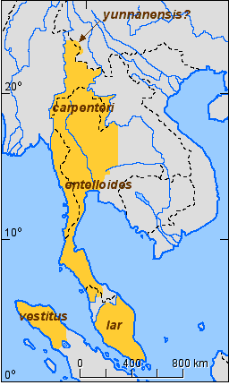 Approximate distribution of the subspecies of the white-handed gibbon (Hylobates lar)