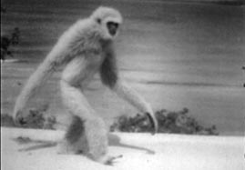 Video still: Characteristics of gibbon behavior