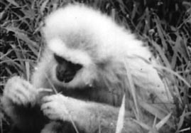 Video still: Characteristics of gibbon behavior
