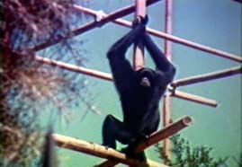 Video still: Survey of the primates