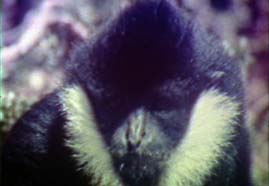 Video still: Survey of the primates