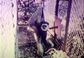 Video still: Survey of the primates