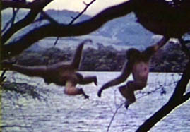 Video still: Gibbon locomotion