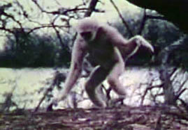 Video still: Gibbon locomotion