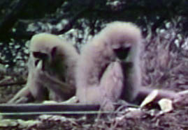 Video still: Gibbon locomotion