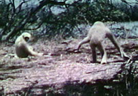 Video still: Gibbon locomotion