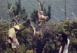 Video still: Gibbon research in a designed environment