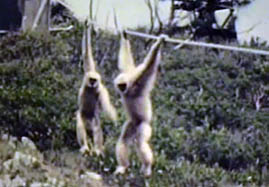 Video still: Gibbon research in a designed environment