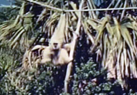 Video still: Gibbon research in a designed environment