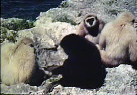 Video still: Gibbon research in a designed environment