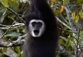 Video still: Singing apes of Khao Yai