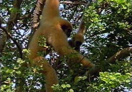 Video still: Singing apes of Khao Yai