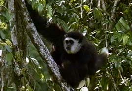 Video still: Singing apes of Khao Yai