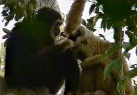 Video still: Heisst Affenliebe auch Affentreue?