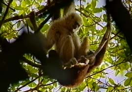 Video still: Gibbons - Affenliebe, Affentreue