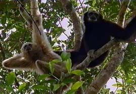 Video still: Gibbons - Affenliebe, Affentreue