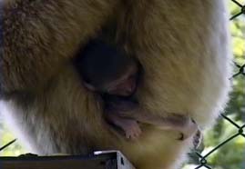 Video still: Jarunee the singing ape
