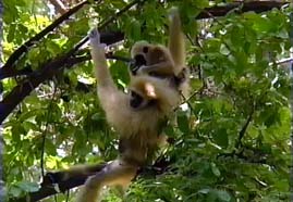 Video still: Jarunee the singing ape