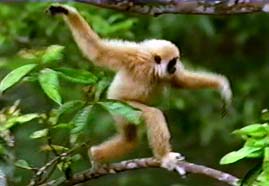 Video still: Up with the gibbons