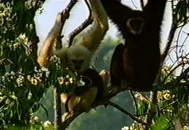 Video still: Up with the gibbons