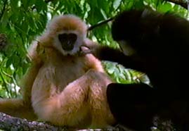 Video still: Up with the gibbons