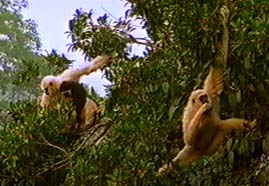 Video still: Up with the gibbons