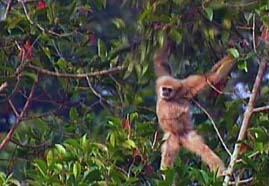 Video still: Safari: Monkeys