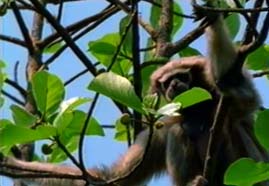 Video still: Singing apes