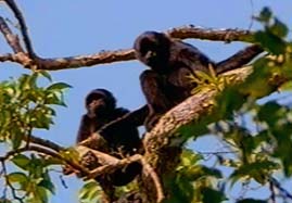 Video still: Singing apes
