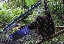 Video still: Thailands Gibbons - Akrobaten im Urwalddach