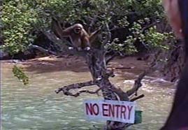 Video still: Thailands Gibbons - Akrobaten im Urwalddach