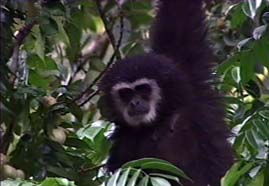 Video still: Thailands Gibbons - Akrobaten im Urwalddach