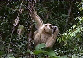Video still: Thailands Gibbons - Akrobaten im Urwalddach