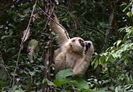 Video still: Thailands Gibbons - Akrobaten im Urwalddach