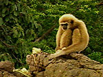 Video still: Gibbons Release (Jack Hanna's Animal Adventures)