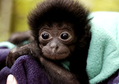 Video still: Raising baby Iwani