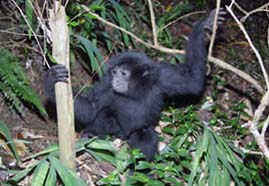 Video still: Raising baby Iwani