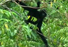 Video still: Cao vit gibbon census