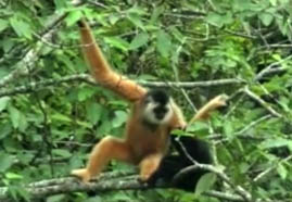 Video still: Cao vit gibbon census