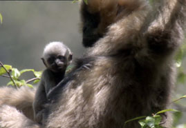 Video still: Wild China