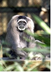 Marlene, female silvery gibbon