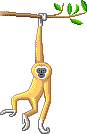 Gibbon