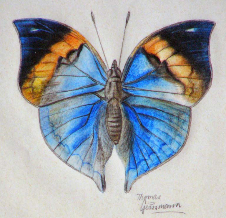 Beautiful Pencil Drawings Of Flowers And Butterflies With Colours.
