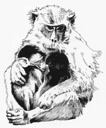 Crab-eating macaque (Macaca fascicularis)