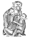 Bonnet macaque (Macaca radiata)