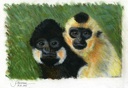 Yellow-cheeked crested gibbon (Nomascus gabriellae)