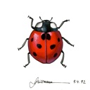 Seven-spotted lady bird beetle (Coccinella septempunctata)