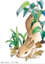 Rabbit (Oryctolagus cuniculus)